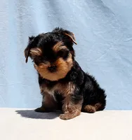 Toy Yorkie Puppy Boy (Prince), a male Yorkshire Terrier for sale in Los Angeles, CA – 5 of 5