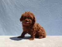 AKC Red Toy Poodle Puppy Boy (Zero), a male Poodle - Toy  for sale in Los Angeles, CA – 6 of 9