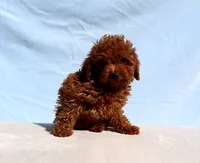 AKC Red Toy Poodle Puppy Boy (King), a male Poodle - Toy  for sale in Los Angeles, CA – 4 of 5