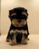 Toy Yorkie Puppy Girl (Tilly), a female Yorkshire Terrier for sale in Los Angeles, CA – 9 of 10