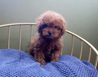 AKC Red Toy Poodle Puppy Boy (Dash), a male Poodle - Toy  for sale in Los Angeles, CA – 2 of 5