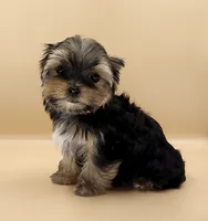 Toy Yorkie Puppy Girl (Rumi), a female Yorkshire Terrier for sale in Los Angeles, CA – 2 of 10