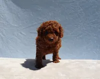 AKC Red Toy Poodle Puppy Boy (Aloha), a male Poodle - Toy  for sale in Los Angeles, CA – 2 of 10