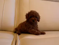 AKC Red Toy Poodle Puppy Boy (Ivan), a male Poodle - Toy  for sale in Los Angeles, CA – 4 of 5