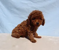 AKC Red Toy poodle Puppy Girl (Olive), a female Poodle - Toy  for sale in Los Angeles, CA – 4 of 5