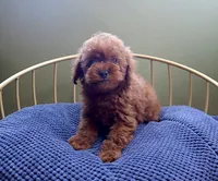 AKC Red Toy poodle Puppy Girl (Yuki), a female Poodle - Toy  for sale in Los Angeles, CA – 3 of 5