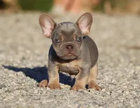 AKC Lilac Tri French Bulldog Puppy Boy, a male French Bulldog for sale in Los Angeles, CA – 5 of 10