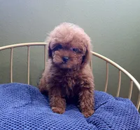 AKC Red Toy Poodle Puppy Boy (Dash), a male Poodle - Toy  for sale in Los Angeles, CA – 4 of 5
