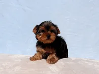 Toy Yorkie Puppy Boy (Reno), a male Yorkshire Terrier for sale in Los Angeles, CA – 3 of 10