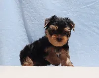 Toy Yorkie Puppy Boy (Prince), a male Yorkshire Terrier for sale in Los Angeles, CA – 4 of 5