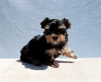 Toy Yorkie Puppy Girl (Candy), a female Yorkshire Terrier for sale in Los Angeles, CA – 2 of 6