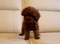 AKC Red Toy Poodle Puppy Boy (Ivan), a male Poodle - Toy  for sale in Los Angeles, CA – 5 of 5