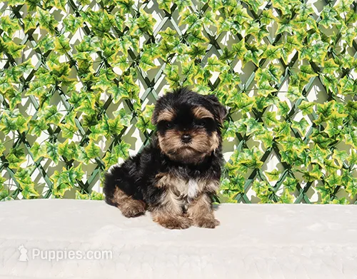 Toy Yorkie Puppy Boy (Remy)