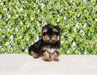 Toy Yorkie Puppy Boy (Remy), a male Yorkshire Terrier for sale in Los Angeles, CA – Photo 1 of 5