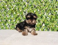 Toy Yorkie Puppy Boy (Remy), a male Yorkshire Terrier for sale in Los Angeles, CA – Photo 5 of 5