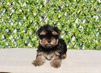 Toy Yorkie Puppy Boy (Remy), a male Yorkshire Terrier for sale in Los Angeles, CA – Photo 2 of 5