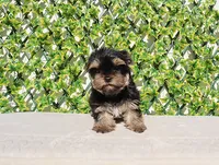Toy Yorkie Puppy Boy (Remy), a male Yorkshire Terrier for sale in Los Angeles, CA – Photo 3 of 5