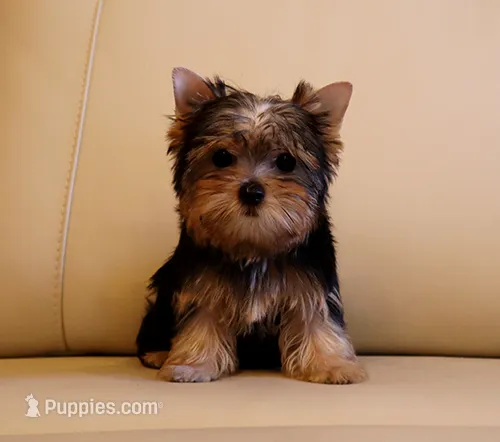 Tiny Teacup Yorkie Puppy Boy (Gizmo) – Yorkshire Terrier puppy for sale in Los Angeles, CA