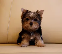 Tiny Teacup Yorkie Puppy Boy (Gizmo), a male Yorkshire Terrier for sale in Los Angeles, CA – 1 of 5