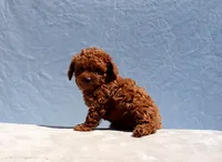 AKC Red Toy Poodle Puppy Boy (Zero), a male Poodle - Toy  for sale in Los Angeles, CA – 8 of 9