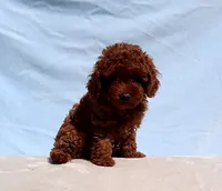 AKC Red Toy poodle Puppy Girl (Nelly), a female Poodle - Toy  for sale in Los Angeles, CA – 4 of 5