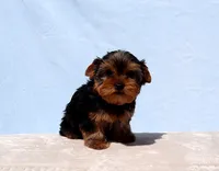Toy Yorkie Puppy Boy (Reno), a male Yorkshire Terrier for sale in Los Angeles, CA – 9 of 10