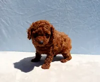 AKC Red Toy Poodle Puppy Boy (Aloha), a male Poodle - Toy  for sale in Los Angeles, CA – 5 of 10