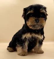Toy Yorkie Puppy Girl (Tilly), a female Yorkshire Terrier for sale in Los Angeles, CA – 10 of 10