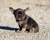 AKC Blue Tri French Bulldog Puppy Girl, a female French Bulldog for sale in Los Angeles, CA – 4 of 9