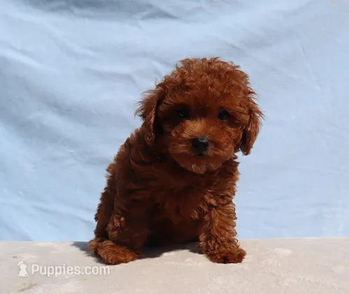 AKC Red Toy Poodle Puppy Boy (Milo) – Poodle - Toy  puppy for sale in Los Angeles, CA