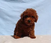 AKC Red Toy Poodle Puppy Boy (Milo), a male Poodle - Toy  for sale in Los Angeles, CA – 1 of 5