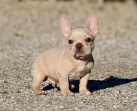 AKC Cream French Bulldog Puppy Boy, a male French Bulldog for sale in Los Angeles, CA – 8 of 10