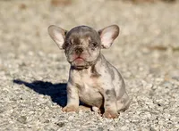 AKC Lilac Merle Tri French Bulldog Puppy Boy, a male French Bulldog for sale in Los Angeles, CA – 4 of 9
