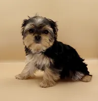 Toy Yorkie Puppy Girl (Bella), a female Yorkshire Terrier for sale in Los Angeles, CA – 4 of 9