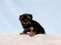 Toy Yorkie Puppy Boy (Pisco), a male Yorkshire Terrier for sale in Los Angeles, CA – 7 of 9