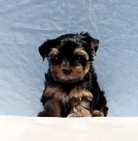 Toy Yorkie Puppy Boy (Benny), a male Yorkshire Terrier for sale in Los Angeles, CA – 4 of 9