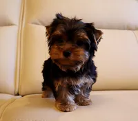Toy Yorkie Puppy Boy (Fido), a male Yorkshire Terrier for sale in Los Angeles, CA – 1 of 5