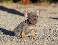 AKC Lilac Tri French Bulldog Puppy Boy, a male French Bulldog for sale in Los Angeles, CA – 9 of 10