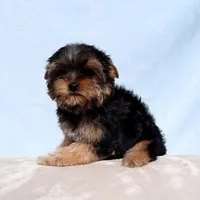 Toy Yorkie Puppy Boy (Dandy), a male Yorkshire Terrier for sale in Los Angeles, CA – Photo 4 of 5