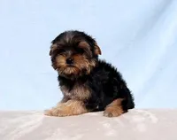 Toy Yorkie Puppy Boy (Dandy), a male Yorkshire Terrier for sale in Los Angeles, CA – Photo 4 of 5