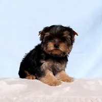 Toy Yorkie Puppy Boy (Dandy), a male Yorkshire Terrier for sale in Los Angeles, CA – Photo 5 of 5