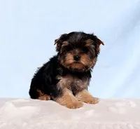 Toy Yorkie Puppy Boy (Dandy), a male Yorkshire Terrier for sale in Los Angeles, CA – Photo 5 of 5