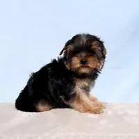Toy Yorkie Puppy Boy (Dandy), a male Yorkshire Terrier for sale in Los Angeles, CA – Photo 2 of 5