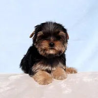 Toy Yorkie Puppy Boy (Dandy), a male Yorkshire Terrier for sale in Los Angeles, CA – Photo 1 of 5