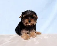 Toy Yorkie Puppy Boy (Dandy), a male Yorkshire Terrier for sale in Los Angeles, CA – Photo 1 of 5