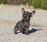 AKC Blue French Bulldog Puppy Girl, a female French Bulldog for sale in Los Angeles, CA – 5 of 6