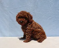 AKC Red Toy Poodle Puppy Boy (Yoshi), a male Poodle - Toy  for sale in Los Angeles, CA – 8 of 8