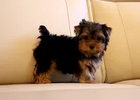Toy Yorkie Puppy Boy (Fido), a male Yorkshire Terrier for sale in Los Angeles, CA – 4 of 5