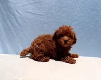 AKC Red Toy Poodle Puppy Boy (Royce), a male Poodle - Toy  for sale in Los Angeles, CA – 2 of 8