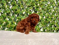 AKC Red Toy Poodle Girl, a female Poodle - Toy  for sale in Los Angeles, CA – Photo 5 of 5